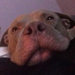 Meet your Posher, Nik